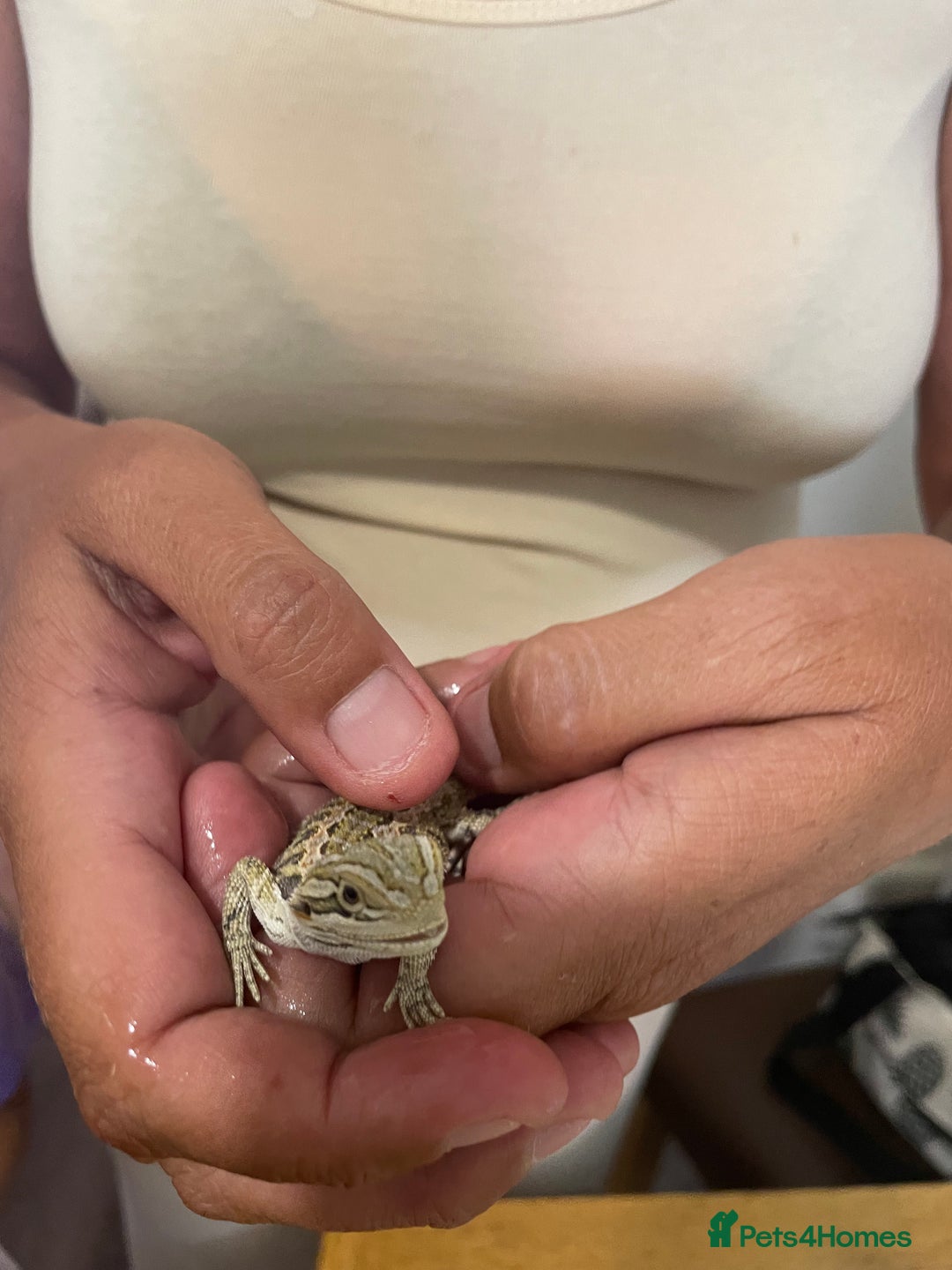 Bearded Dragon reptiles for sale: Bearded dragons  - Image 18