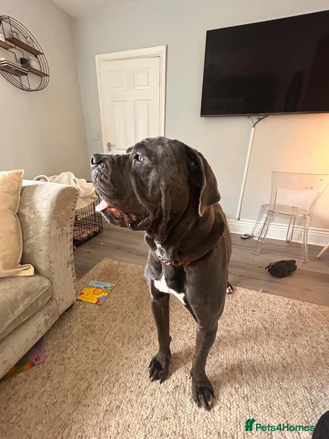 Cane Corso dogs for sale: Cane corso - Advert 2