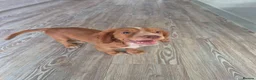Cocker Spaniel dogs for sale: SELLING FOR REHOME 12 week cocker spaniel puppy - Advert 2