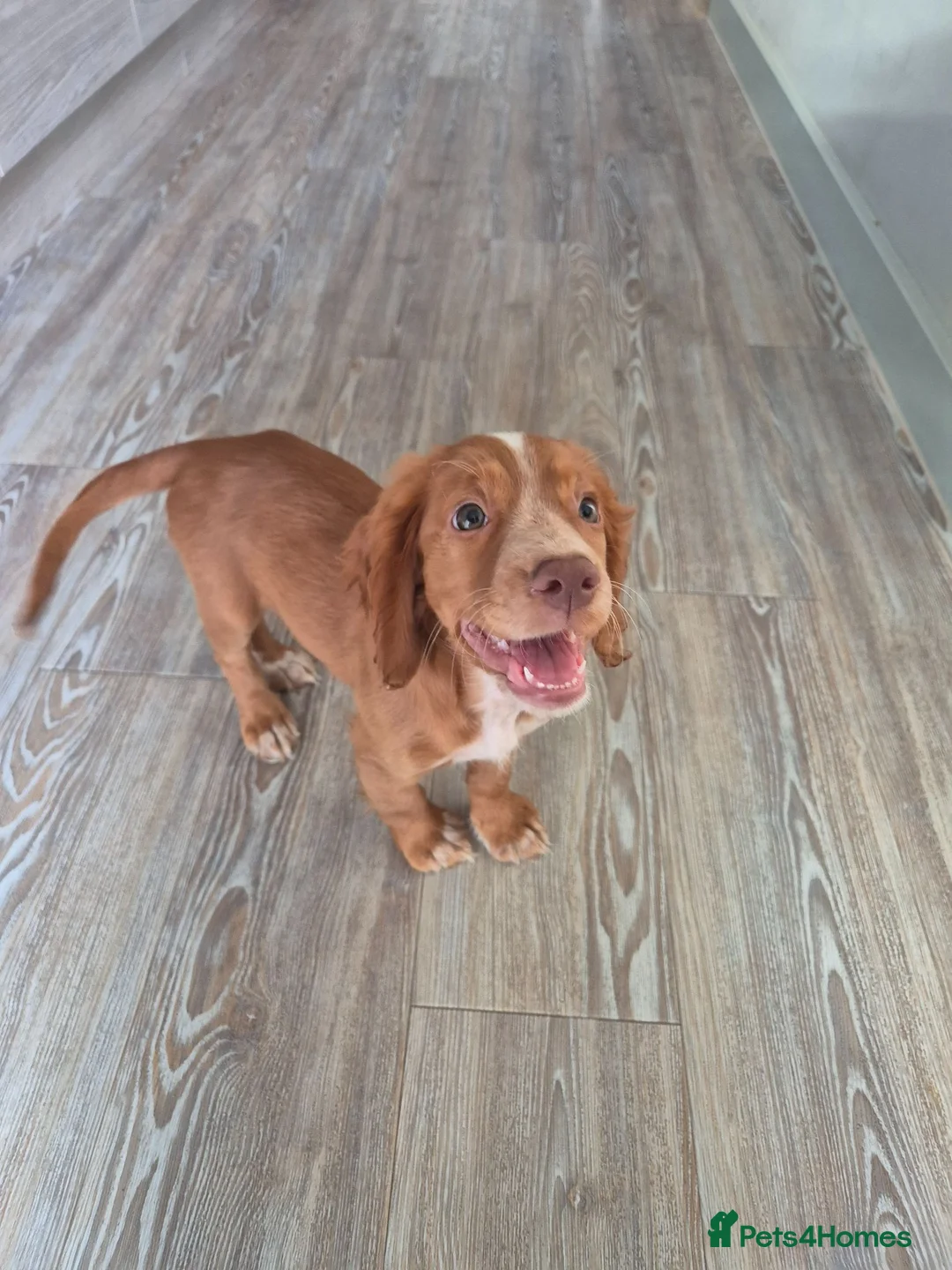 Cocker Spaniel dogs for sale: SELLING FOR REHOME 12 week cocker spaniel puppy - Advert 2