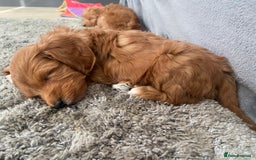 Maltipoo dogs for sale: Waiting list now open , health tested, Maltipoo’s - Image 6
