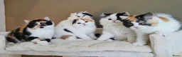 British Shorthair cats for sale: Exceptional British Shorthair & Longhair kittens - Advert 1