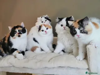 British Shorthair cats Exceptional British Shorthair & Longhair kittens - Advert 2