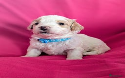 Maltipoo dogs for sale: Beautiful Toy Maltipoo Puppies - Advert 20