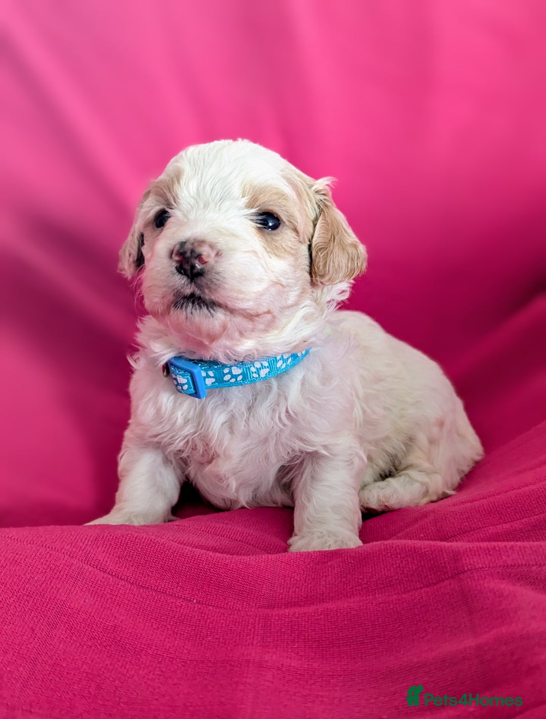 Maltipoo dogs for sale: Beautiful Toy Maltipoo Puppies - Advert 20