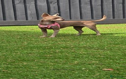 Chihuahua dogs for sale: Lilac female smoothcoat chihuahua - Image 4