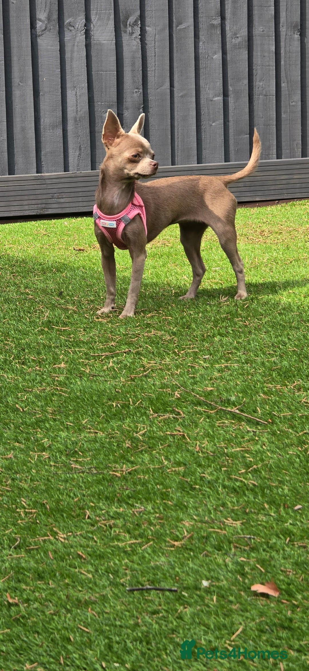 Chihuahua dogs for sale: Lilac female smoothcoat chihuahua - Image 4