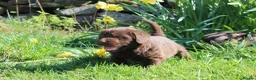 Labradoodle dogs for sale: Stunning Red Merle and Chocolate Labradoodle Pups in Auchterarder - Advert 14