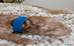 Cockapoo dogs for sale: Toy cockerpoo  - Advert 8