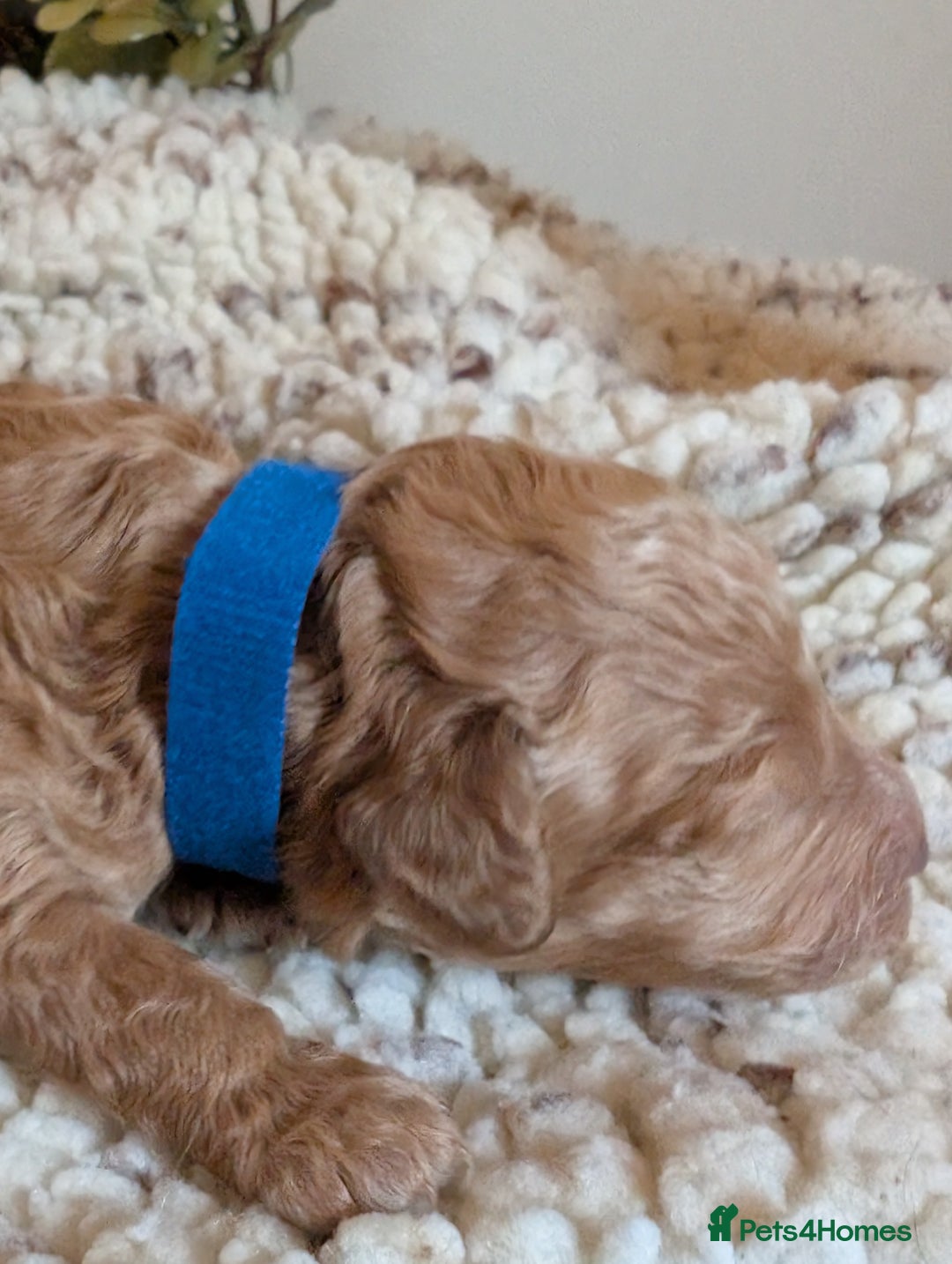 Cockapoo dogs for sale: Toy cockerpoo  - Advert 8