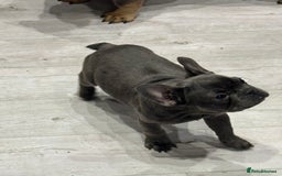 French Bulldog dogs for sale: French Bulldog Puppies - Ready Now  - Image 13