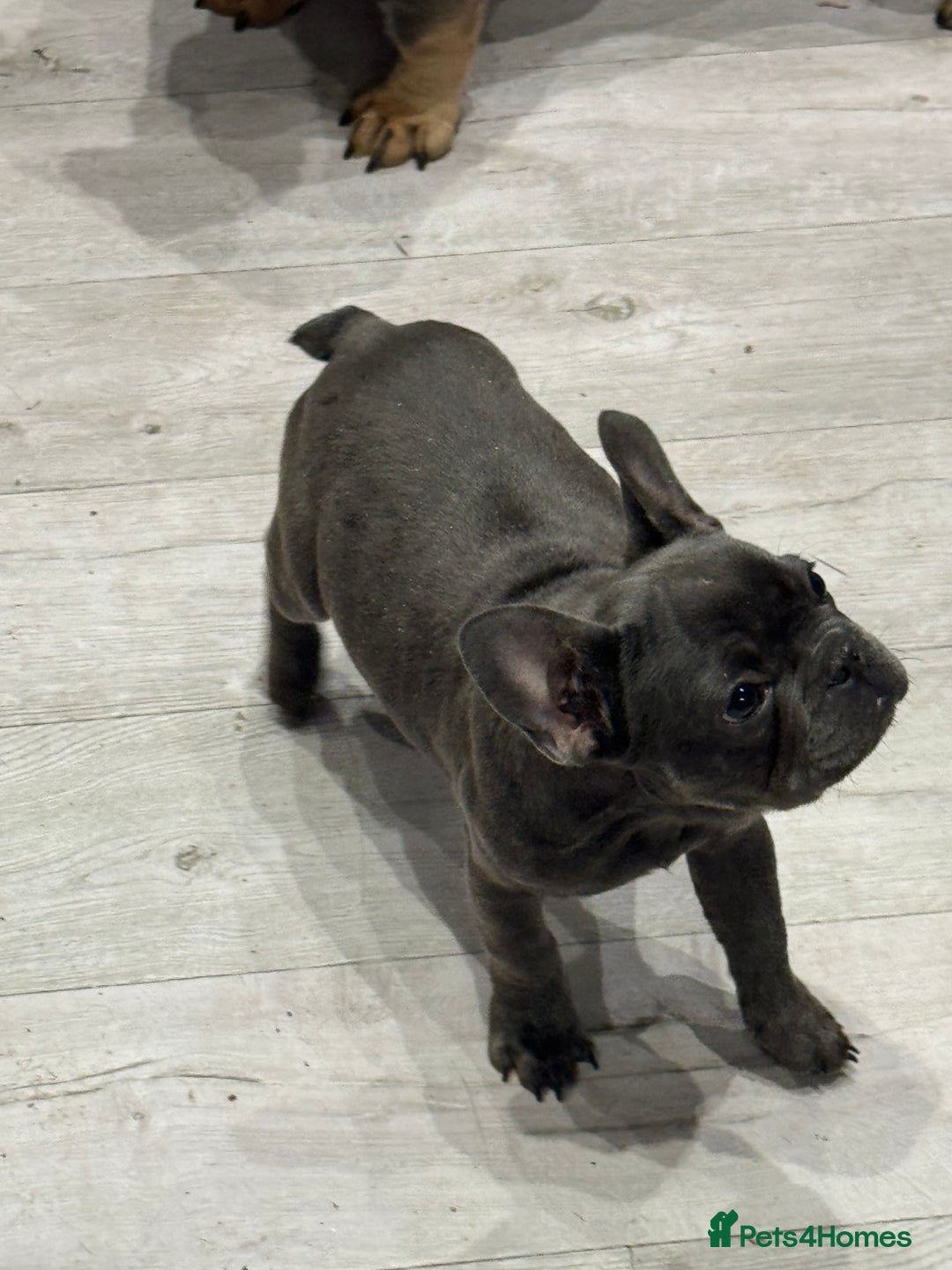 French Bulldog dogs for sale: French Bulldog Puppies - Ready Now  - Image 13