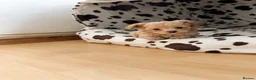 Maltipoo dogs for sale: 1 BOY LEFT (Stormi) RARE F1B Maltipoo Puppies - Advert 22