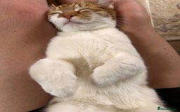 Domestic Shorthair cats for sale: Two sisters calico and ginger and white  - Image 2
