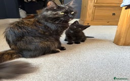 Mixed Breed cats for sale: Little Black Beauties - Image 1