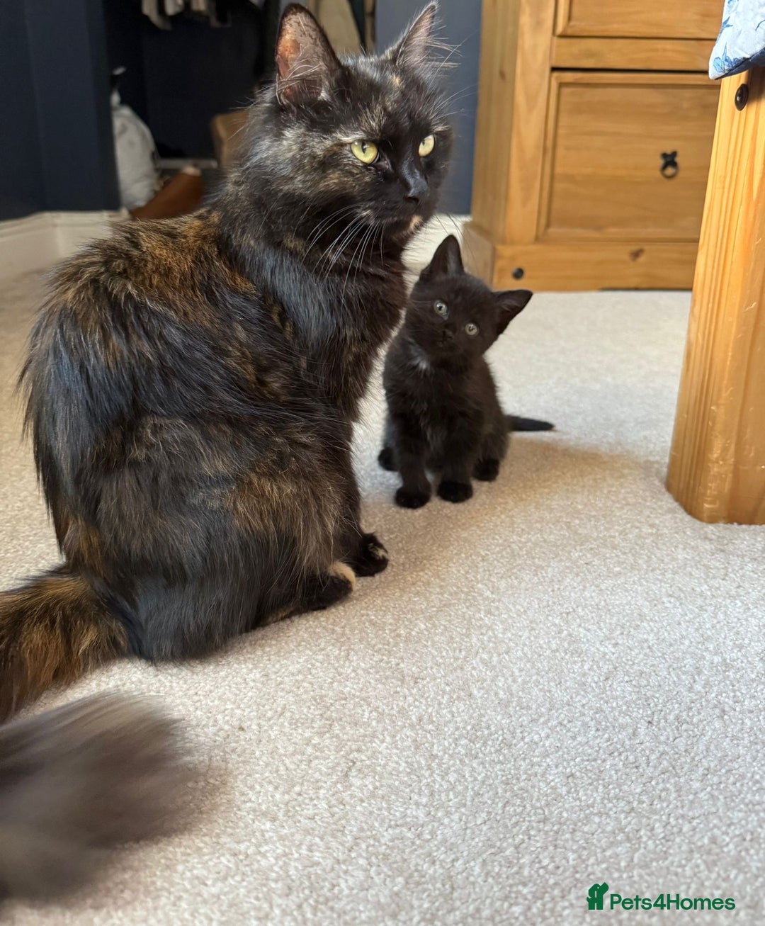 Mixed Breed cats for sale: Little Black Beauties - Image 1