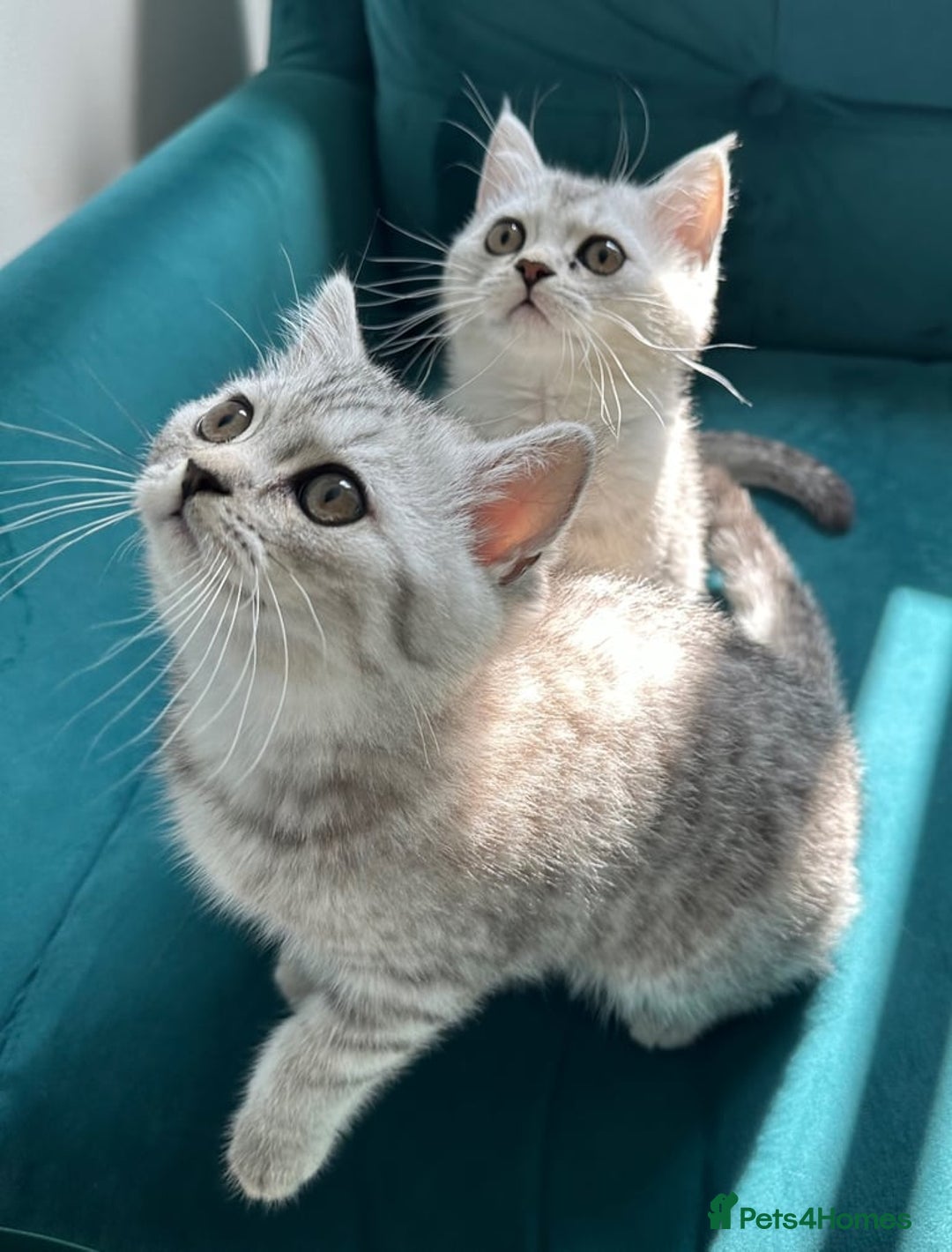 British Shorthair cats for sale: British Shorthair Kitten - Image 3