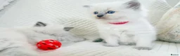 Ragdoll cats for sale: 3 Blue Point Kittens for sale - All Boys!! - Advert 35