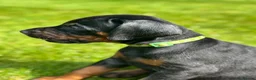 Dobermann dogs for sale: CHESHIRE WORLD CLASS DOBERMAN PUPPY - Advert 12