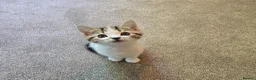 Mixed Breed cats for sale: Adorable Playful Kittens Ready To Reserve - Advert 18