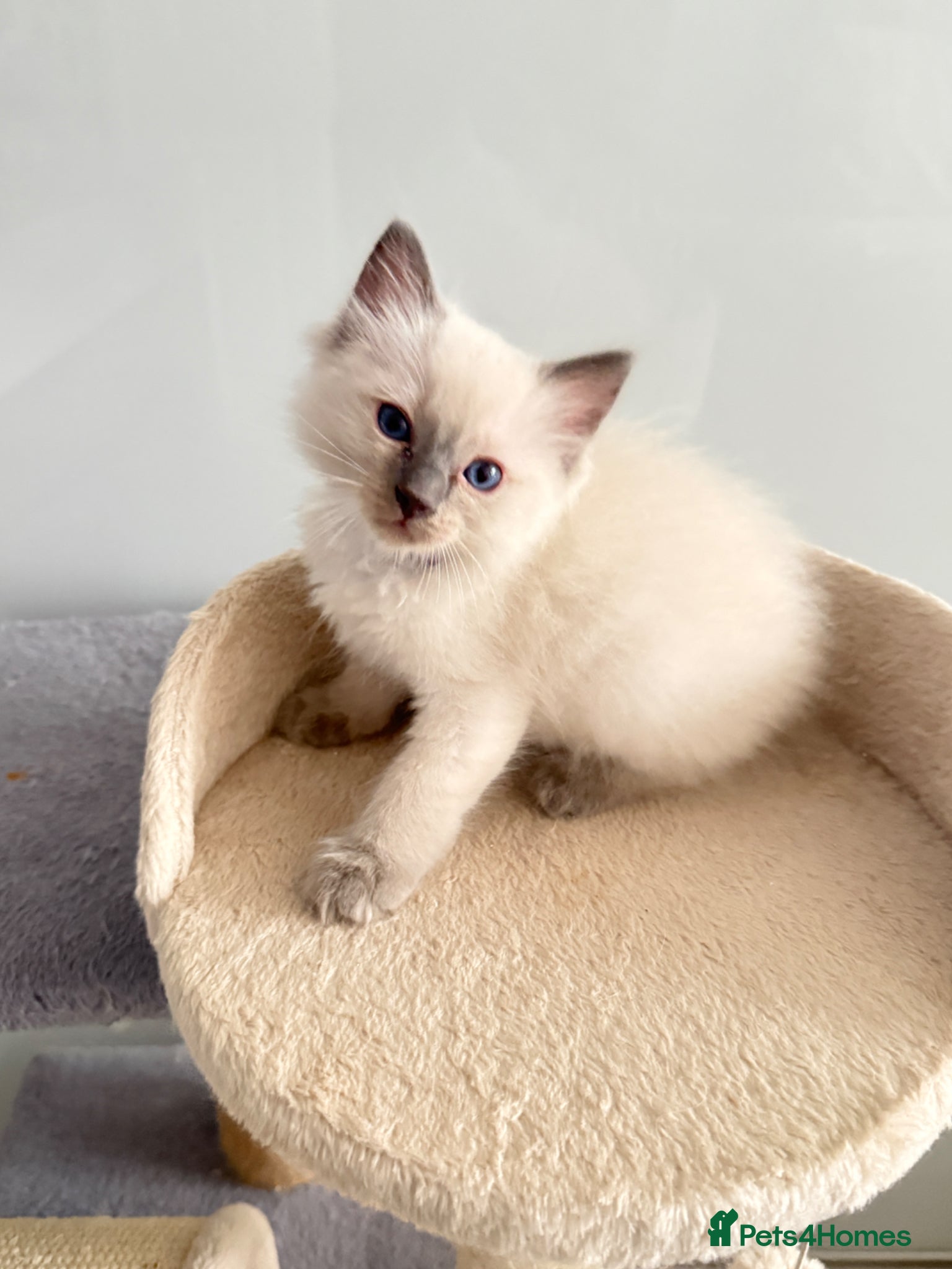 Ragdoll cats ***2 Beautiful Pure Ragdoll Male Kittens left *** - Advert 5
