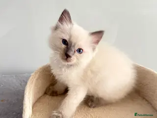 Ragdoll cats ***2 Beautiful Pure Ragdoll Male Kittens left *** - Advert 5