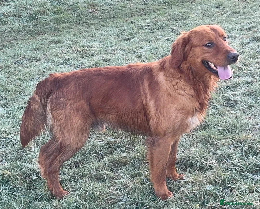 Goldador dogs for sale: BORN FROM HIP, ELBOW AND DNA PERFECT PARENTS - Advert 2