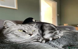 British Shorthair cats for sale: Two Stunning British Short Hair Silver Tabby - Image 3