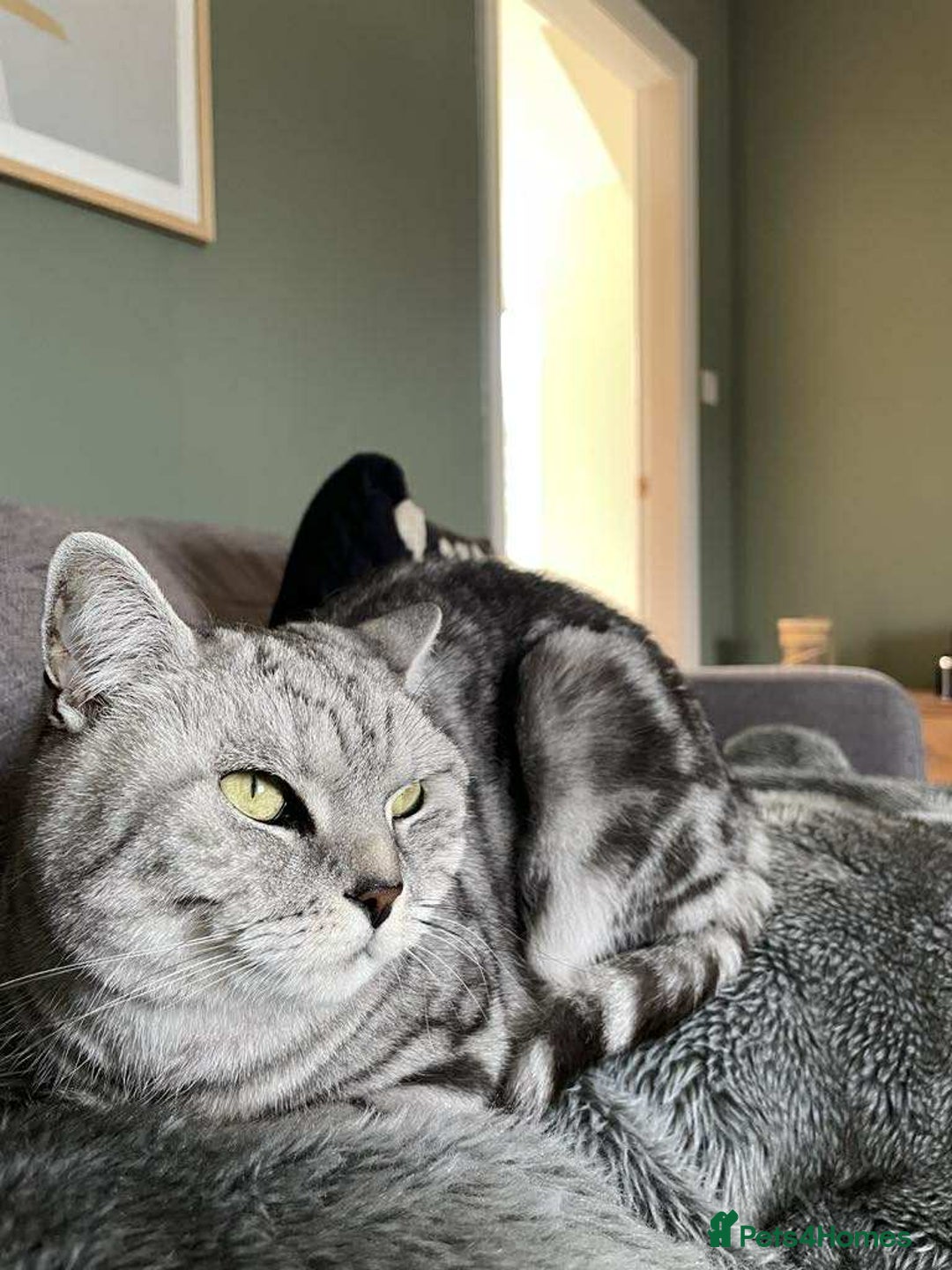 British Shorthair cats for sale: Two Stunning British Short Hair Silver Tabby - Image 3