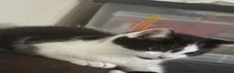 Mixed Breed cats for sale: 2 black and white female kittens £50 each   - Advert 9