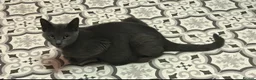 Russian Blue cats for sale: Mixed Russian blue black kitten 🩷 - Advert 11