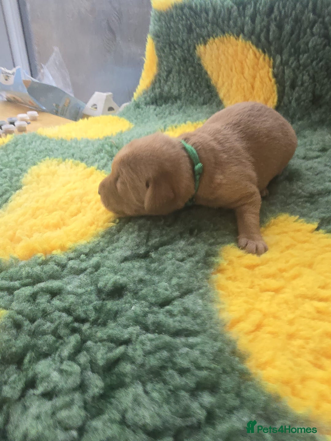 Labrador Retriever dogs for sale: KC Registered Labrador Puppies. - Advert 13