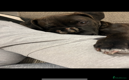 Staffordshire Bull Terrier dogs for sale: Beautiful male staff - Advert 4