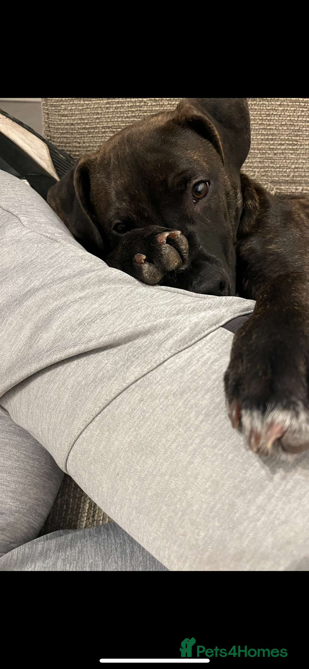 Staffordshire Bull Terrier dogs for sale: Beautiful male staff - Advert 4