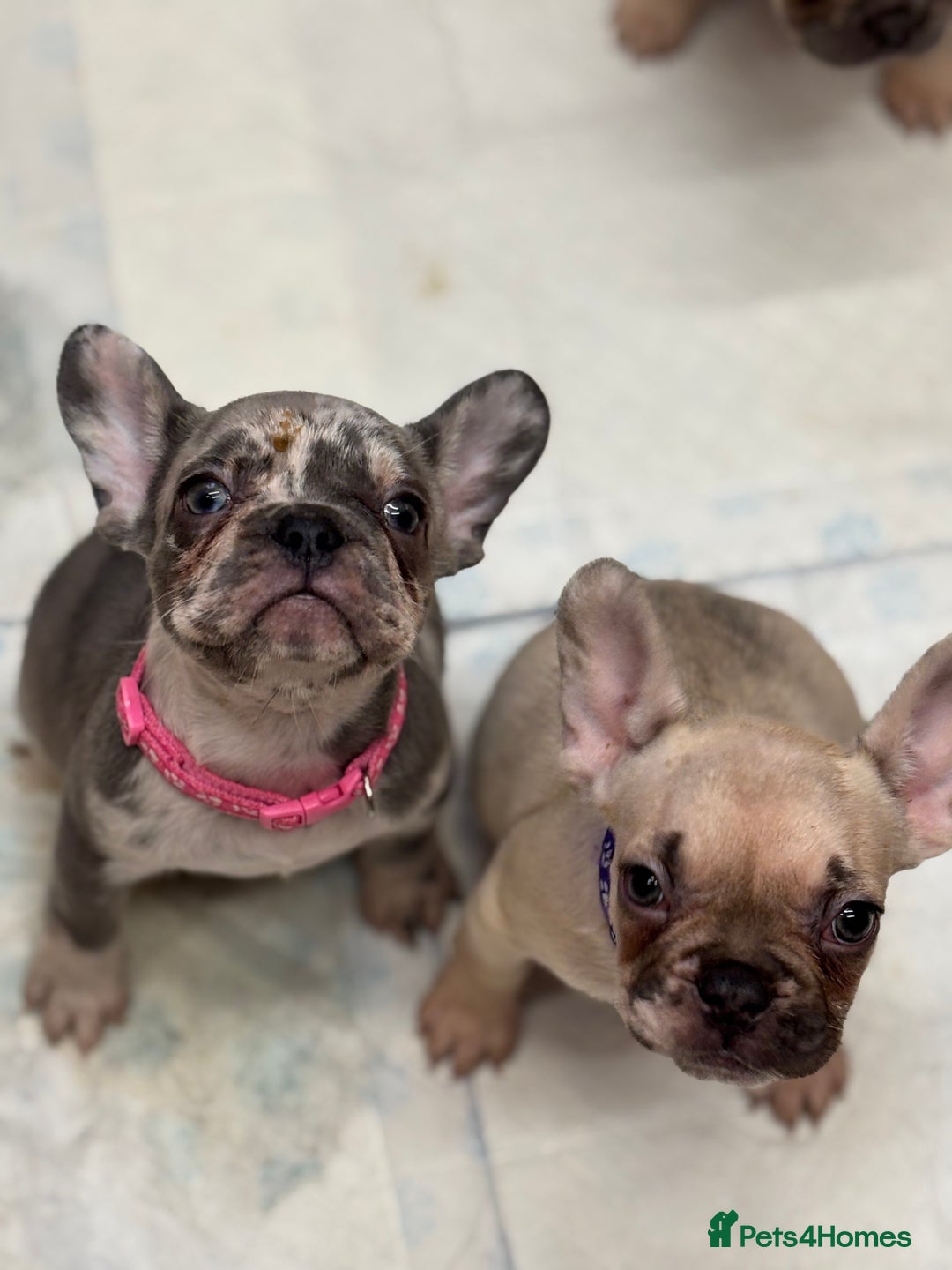 French Bulldog dogs for sale: 💕Adorable French bulldogs💕 - Advert 10