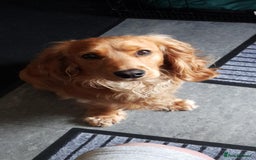 Cocker Spaniel dogs for sale: Wiski - Image 5