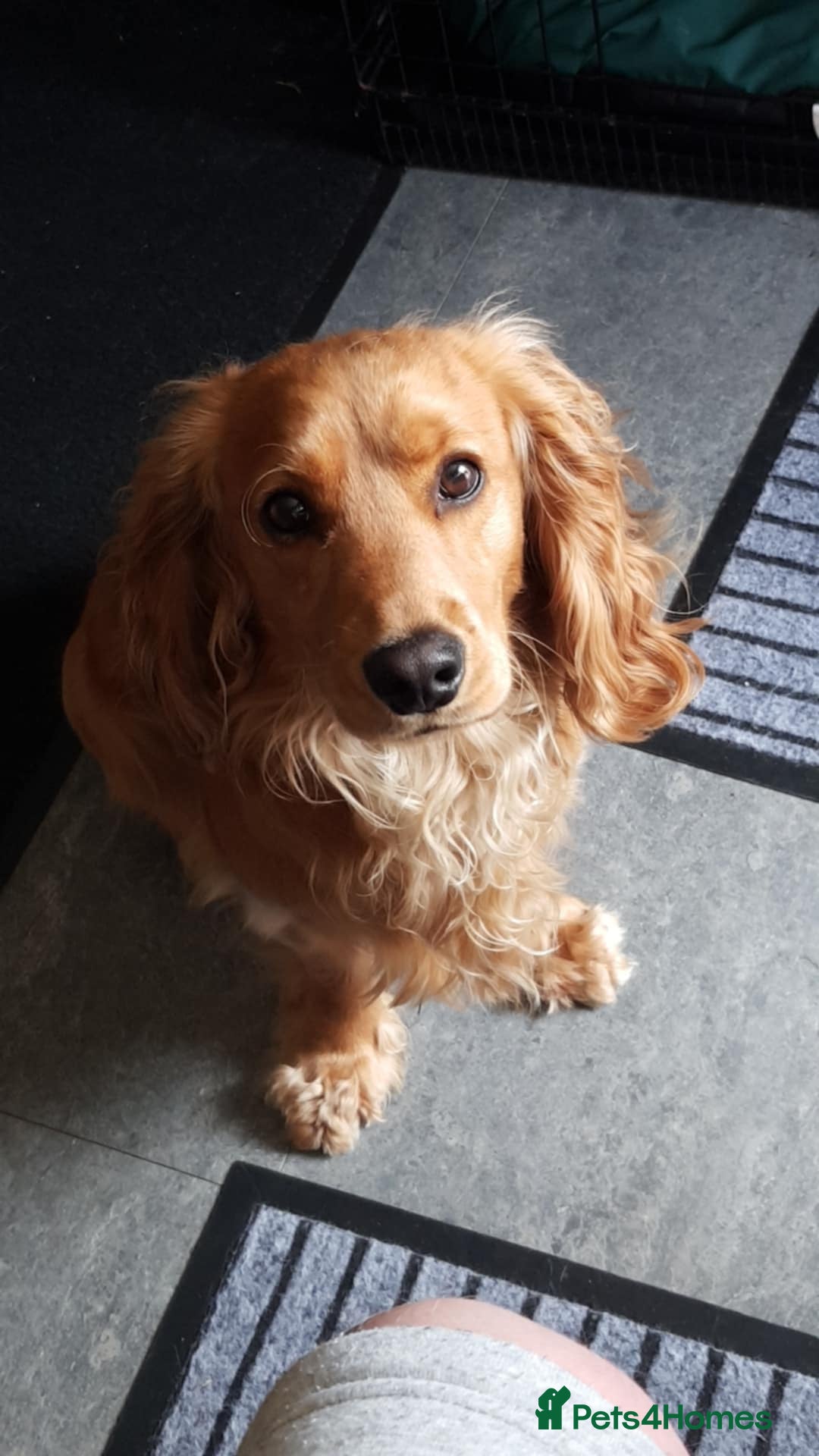 Cocker Spaniel dogs for sale: Wiski - Image 5