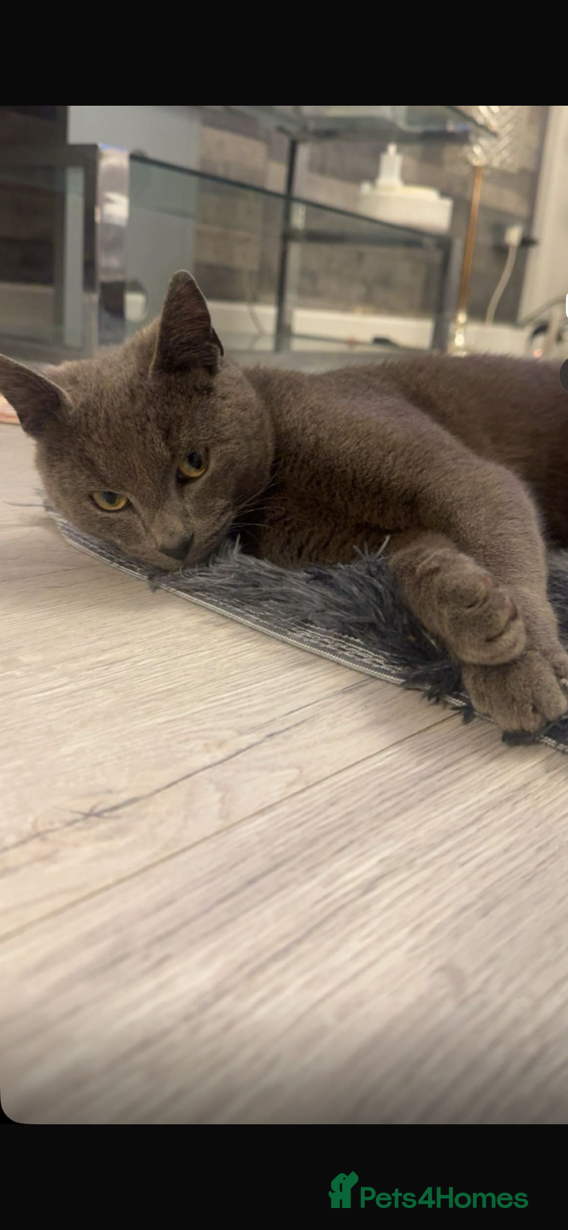 Mixed Breed cats Young male cat for sale - Advert 1