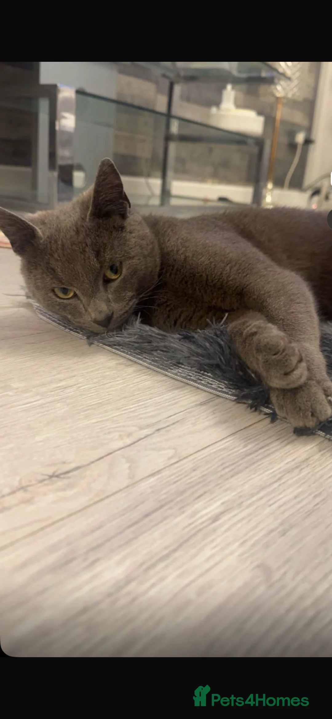 Mixed Breed cats for sale: Young male cat for sale - Advert 1