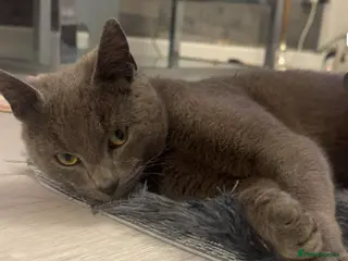 Mixed Breed cats Young male cat for sale - Advert 1