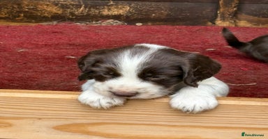 Sprocker dogs - Advert 4