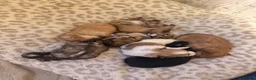 Mixed Breed dogs for sale: Pomeranian cross puppies  in Swindon - Advert 16