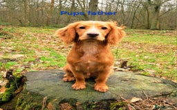 Cocker Spaniel dogs for sale: Exceptional KC Reg Working Cocker Spaniel Puppies - Image 18