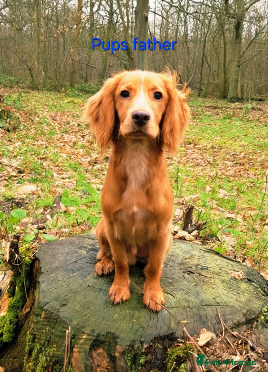 Cocker Spaniel dogs for sale: Exceptional KC Reg Working Cocker Spaniel Puppies - Image 18
