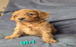 Cockapoo dogs for sale: F1b Cockapoo - ready this weekend - Image 25