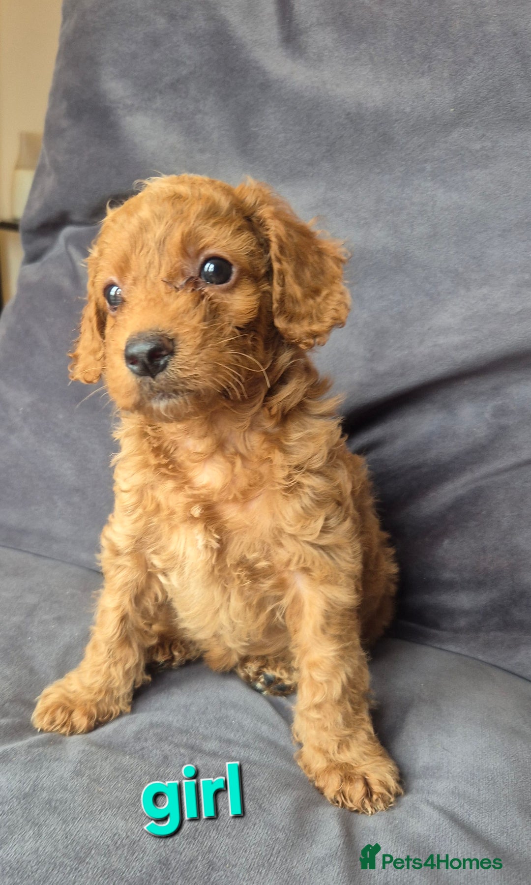 Cockapoo dogs for sale: F1b Cockapoo - ready this weekend - Image 25