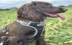 Cocker Spaniel dogs for sale: Cocker spaniel for unfortunate rehome🐶 - Image 2