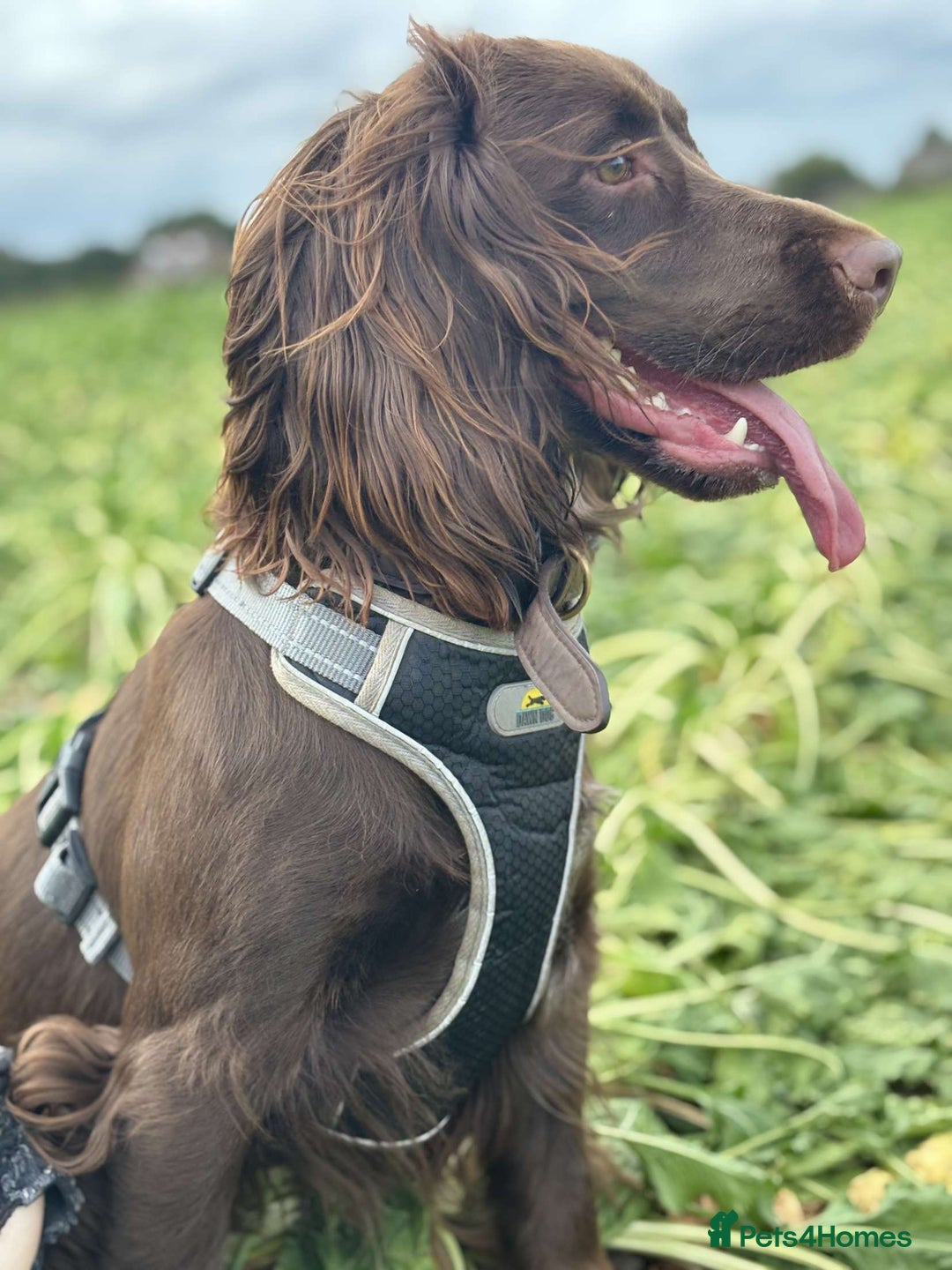 Cocker Spaniel dogs for sale: Cocker spaniel for unfortunate rehome🐶 - Image 2