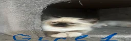 Ragdoll cats for sale: Kittens Ragdoll - Advert 4