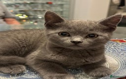 Russian Blue cats for sale: Russian blue kittens 2 males 2 females ready now.  - Image 12